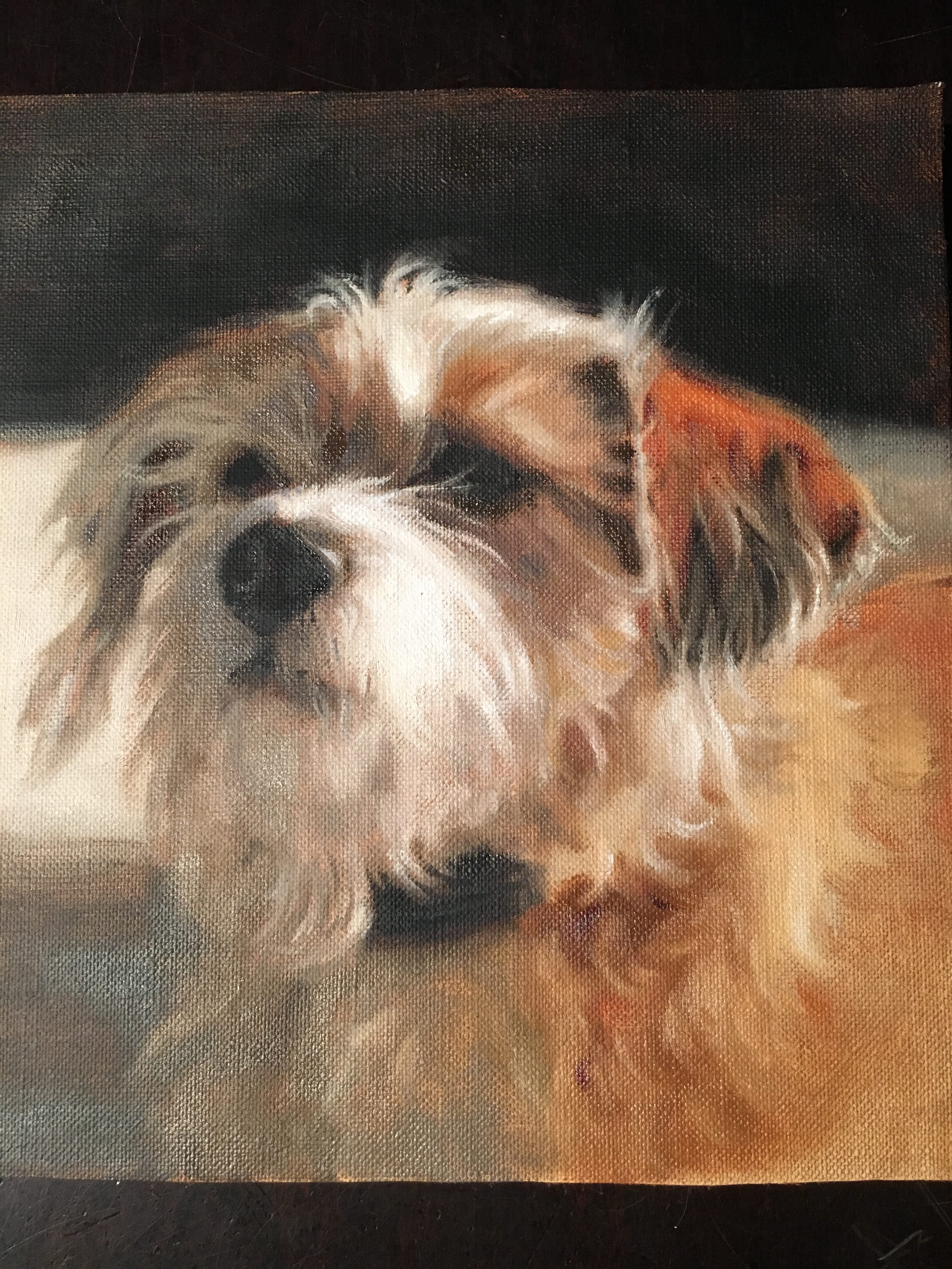 Example of pet dog portrait